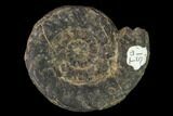 Triassic Fossil Ammonite (Nevadites) #162621-1